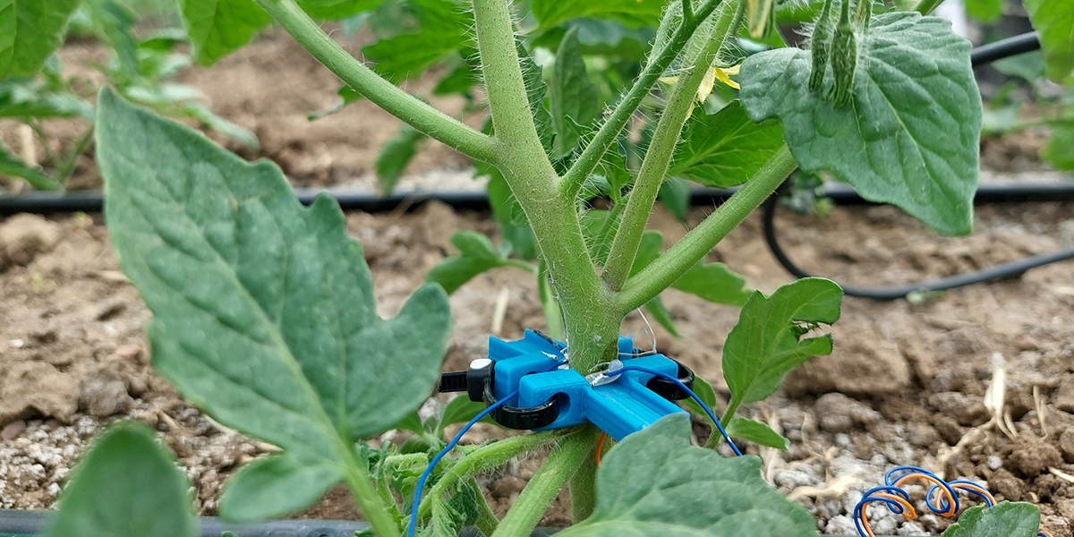 Mutti e CNR avviano la prima sperimentazione di Bioristor sulle piante di pomodoro